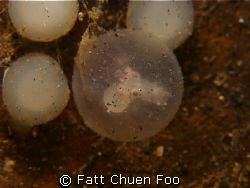 Unborn Flambuoyant Cuttlefish visible in egg casing, Lemb... by Fatt Chuen Foo 